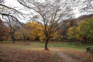 旭山記念公園の紅葉2022年11月3日11月3日7