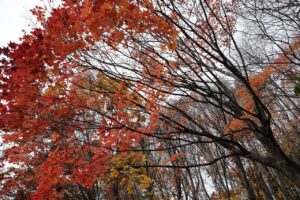 旭山記念公園の紅葉2022年11月3日11月3日4