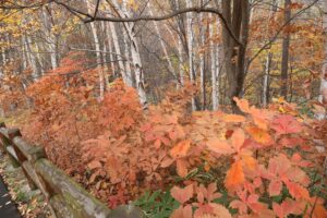 旭山記念公園の紅葉2022年11月3日12