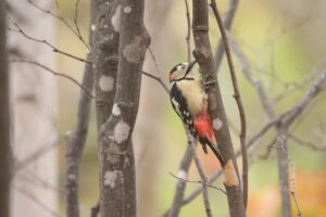 旭山記念公園の紅葉2022年11月3日アカゲラ雄