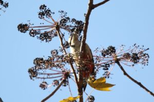 アカゲラ雌2022年11月4日