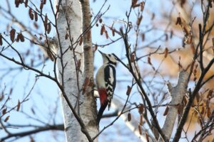 アカゲラ雄2022年11月18日