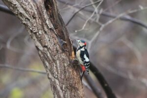 アカゲラ雄2022年11月25日