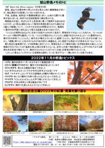 アカゲラ通信2022年11月号B面
