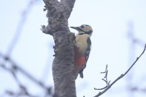 アカゲラ雄2022年11月4日