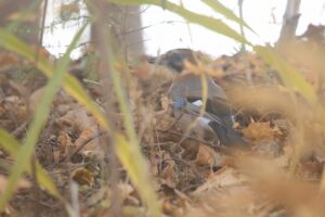 亜種ミヤマカケス2022年11月18日