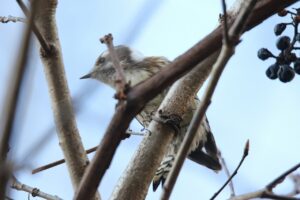 コゲラ2022年11月18日