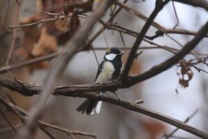 シジュウカラ2022年11月4日