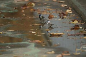 水浴びするハシブトガラとシジュウカラ2022年11月4日