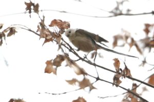 シマエナガ2022年11月4日