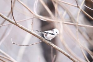 シマエナガ2022年11月18日1