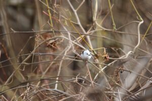 シマエナガ2022年11月18日2