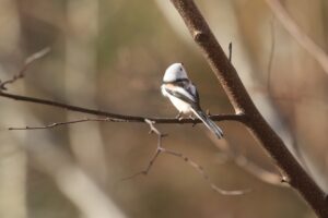 シマエナガ2022年11月25日2