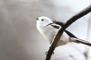 シマエナガ2022年11月25日1