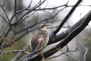 ツグミ2022年11月25日
