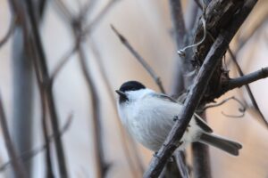 ハシブトガラ2022年11月18日