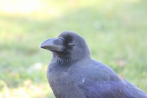 ハシブトガラス2022年11月4日