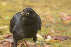 ハシブトガラス2022年11月18日