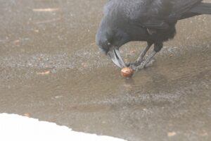 ハシボソガラス2022年11月25日くるみの実をくわえる