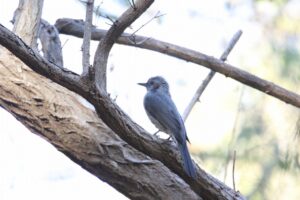 ヒヨドリ2022年11月4日