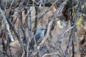 ヒヨドリ2022年11月11日