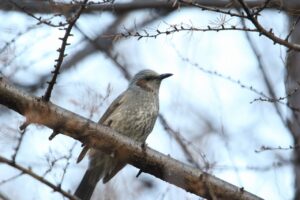 ヒヨドリ2022年11月18日