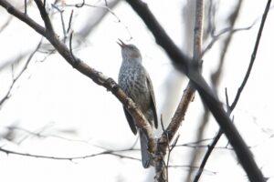 ヒヨドリ2022年11月25日