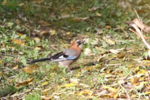 ミヤマカケス2022年11月4日