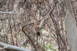 ミヤマカケス2022年11月25日