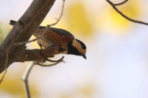 ヤマガラ2022年11月4日
