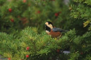 ヤマガラ2022年11月25日