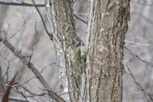 ヤマゲラ2022年11月25日