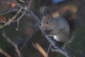 エゾリス2022年12月7日静止画
