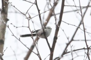 シマエナガ2022年12月9日1