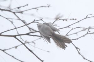 シマエナガ2022年12月9日2