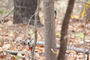 アカゲラ雌2022年12月2日2羽