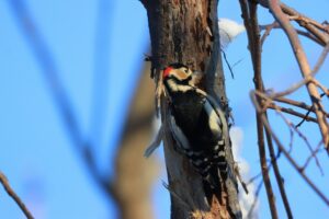 アカゲラ雄2022年12月9日
