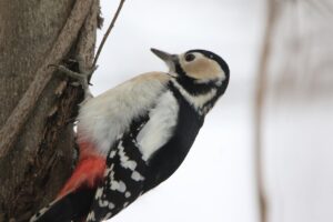 アカゲラ雌2022年12月2日1羽