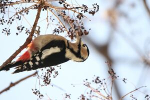 アカゲラ雌2022年12月23日ハリギリの実を食べる