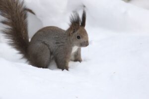 エゾリス2022年12月23日
