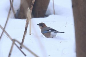 ミヤマカケス2022年12月16日