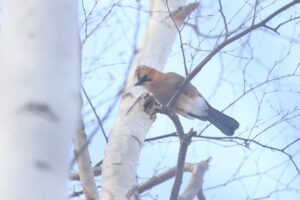 カケス2022年12月23日亜種ミヤマカケス