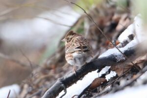 カシラダカ2022年12月9日
