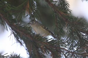 キクイタダキ2022年12月9日