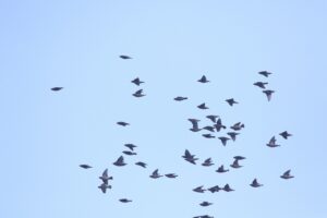 キレンジャク20221202飛翔