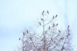 キレンジャク20221202とまり