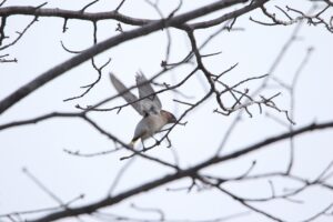 キレンジャク2022年12月9日