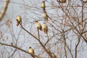 キレンジャクヒレンジャク2022年12月23日