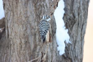 コゲラ2022年12月9日