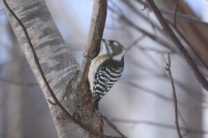 コゲラ2022年12月16日